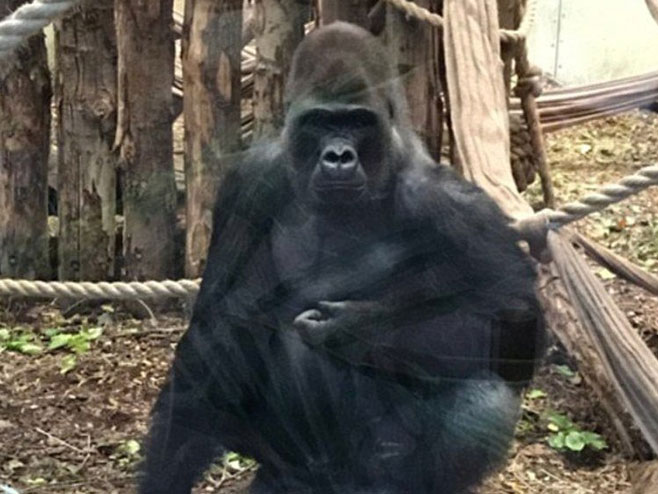 Gorila Kumbuka - Foto: Screenshot/YouTube
