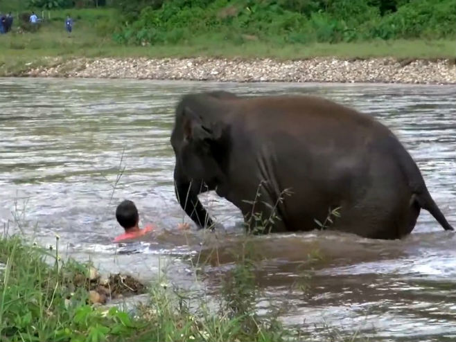 Slon spasio čovjeka u rijeci (Foto: SWNS) - 