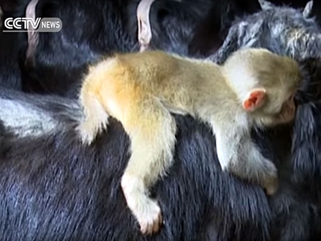 Koza usvojila majmunče - Foto: Screenshot/YouTube