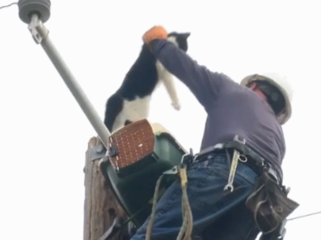 Nakon 9 dana spasen mačak sa električnog stuba - Foto: Screenshot