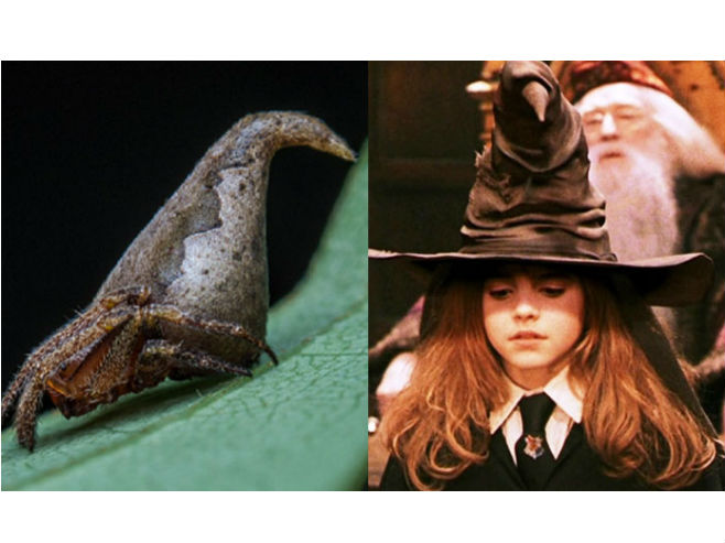 Pauk u obliku mađioničarskog šešira (Foto: india.com) - 