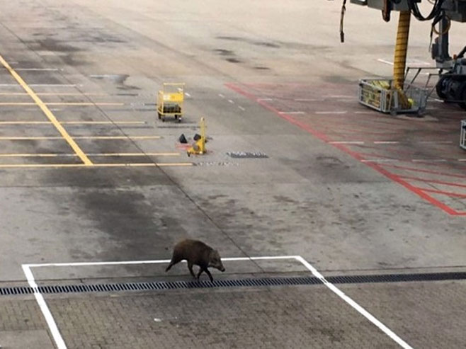 Divlja svinja na aerodromu u Hongkongu - Foto: RTS