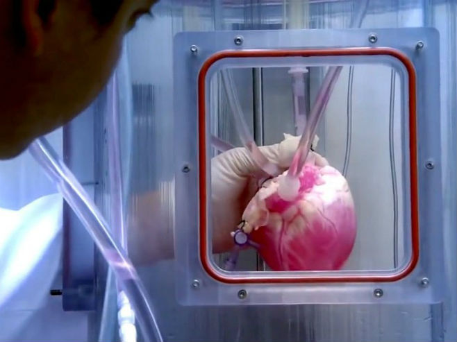 Američki naučnici uzgojili srce koje kuca (Foto:dailyoccupation.com) - 