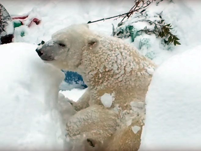 Polarni medvjed - Foto: Screenshot/YouTube