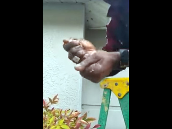 Golim rukama uništio gnijezdo stršljenova - Foto: Screenshot/YouTube