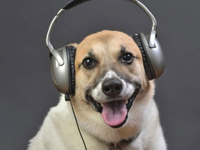 Pas sluša muziku (foto:dogshowpictures.net) - 