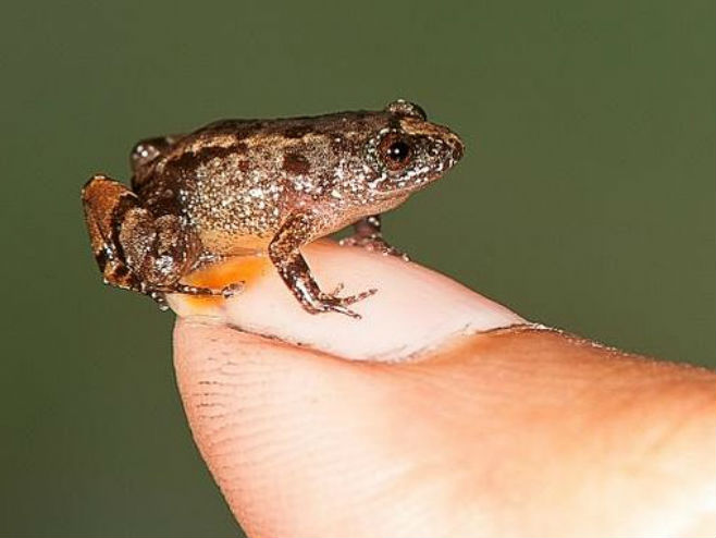 Na jugu Indije otkrivene minijaturne žabe (Foto: Twitter) - 
