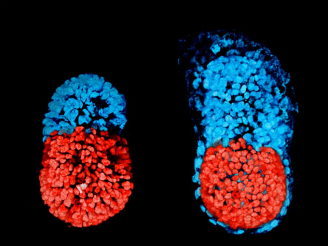 Vještački embrion (Foto: University of Cambridge) - 