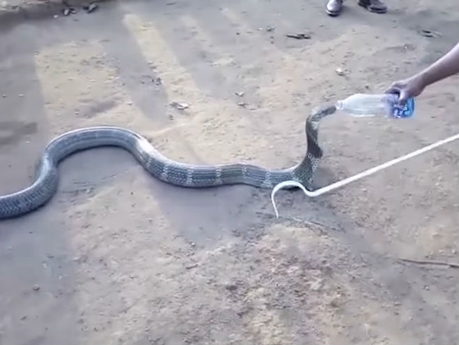 Kobra pije vodu - Foto: Screenshot/YouTube