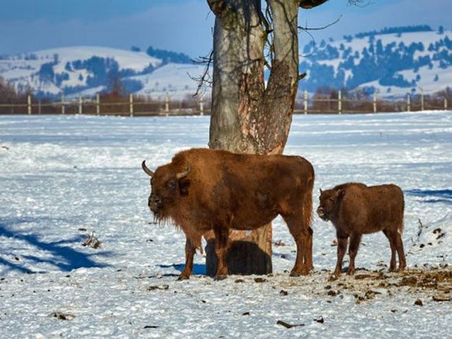 U parku Banf rođen prvi bizon poslije 140 godina - Foto: nezavisne novine