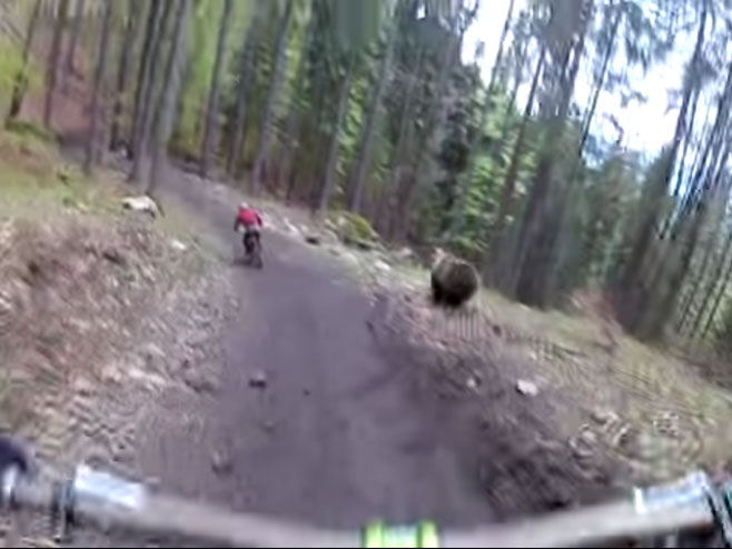 Kad se medo umiješa u bicikliste! - Foto: Screenshot/YouTube