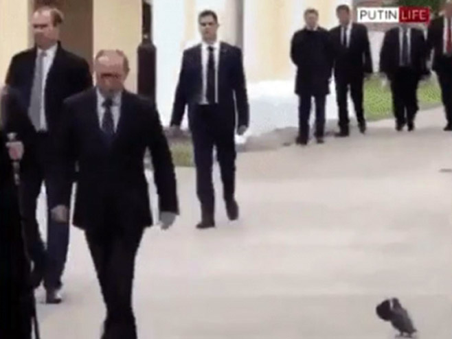 Golub salutira Putinu - Foto: nezavisne novine