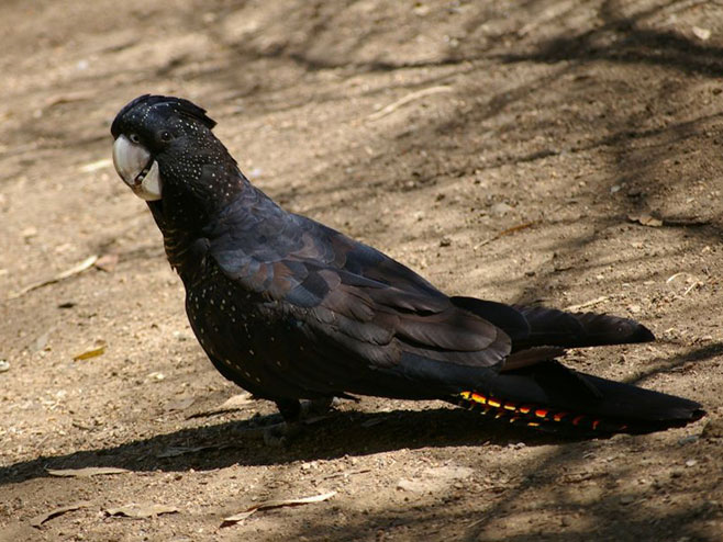 Crni kakadu (foto:smedia.rs) - 