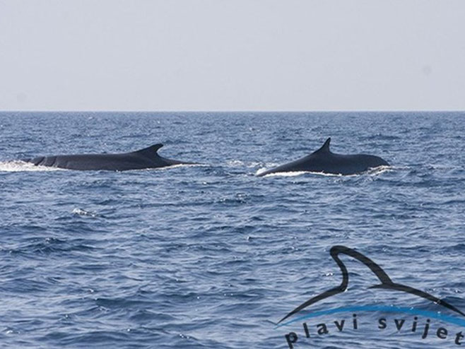 Kod Lošinja viđena dva velika kita (foto:Institut Plavi svijet) - 