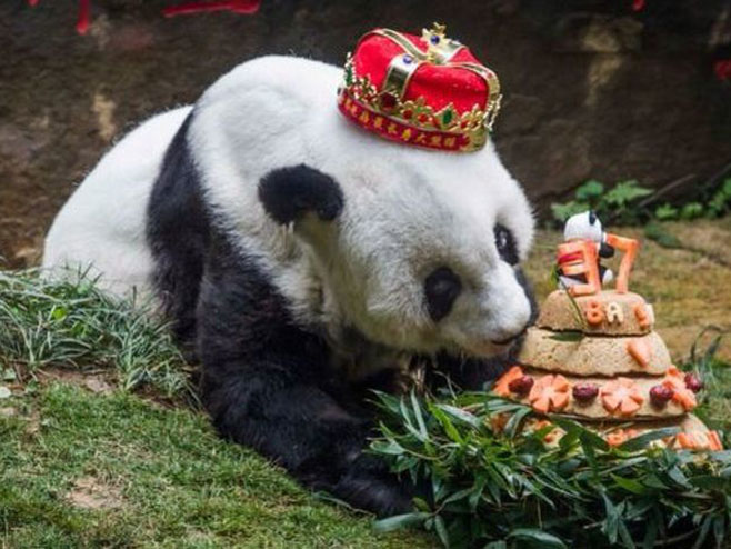 U Kini uginula najstarija panda - Foto: AFP
