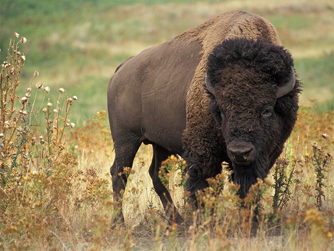 Divlji bizon - Foto: Wikipedia