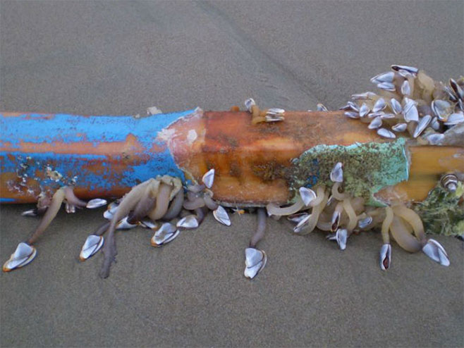 Morska stvorenja prešla na smeću od cunamija - Foto: RTS