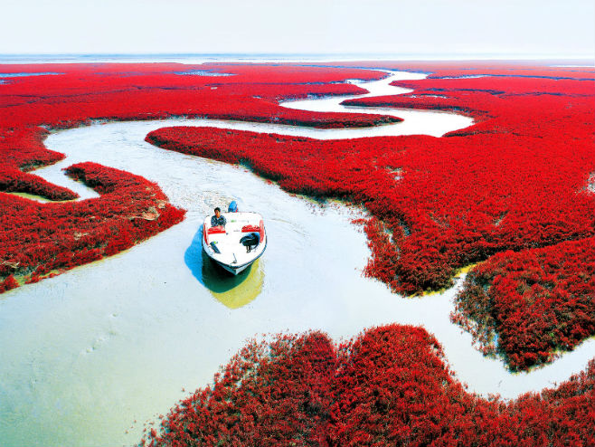 Crvena plaža u Kini (Foto: gstatic.com) - 