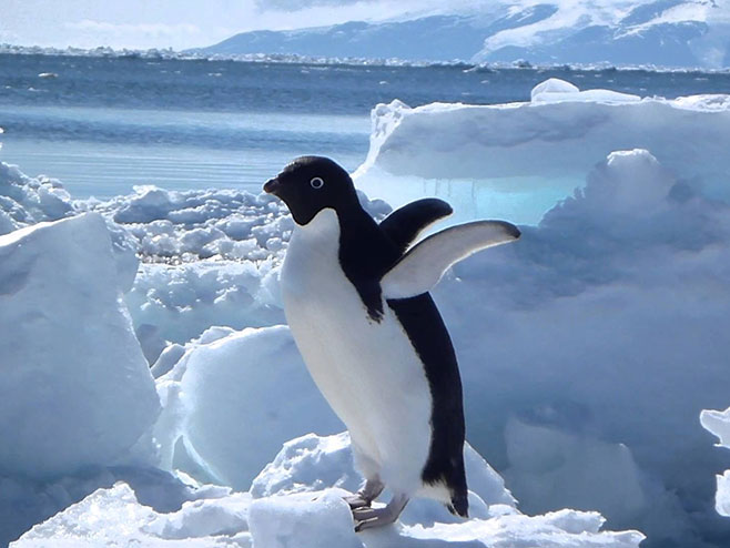 Adelijski pingvin - Foto: youtube
