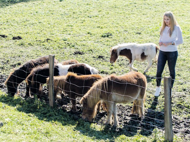 Ergela konja ponija na farmi porodice Zec  (Foto:avaz/D.Stojnić) - 