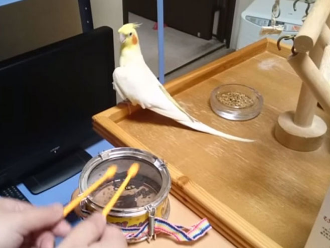 Papagaj koji će vas rasplakati - Foto: Screenshot/YouTube