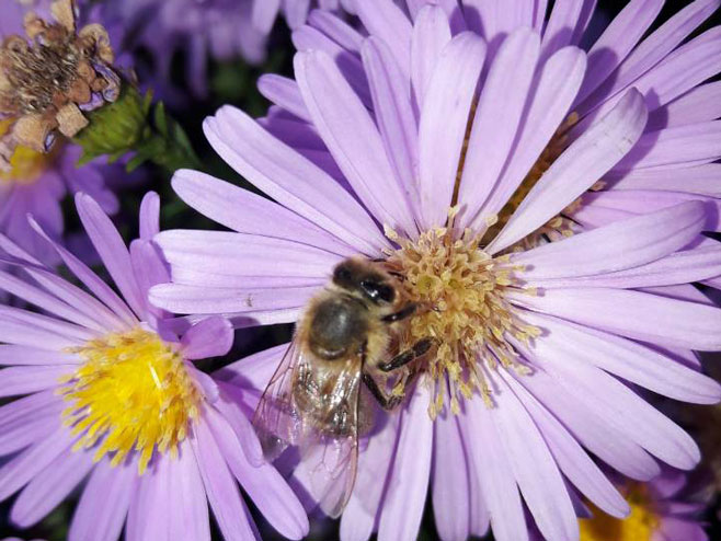 Pčela - Foto: RTRS