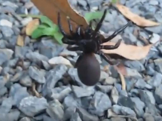 Otrov smrtonosnog australijskog pauka će spasavati život - Foto: Screenshot/YouTube