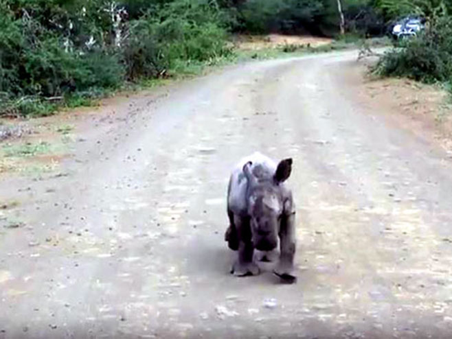 Beba nosorog - Foto: Screenshot/YouTube
