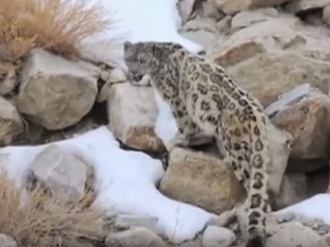 Snježni leopardi prvi put u istoriji snimljeni u istočnom Tibetu - Foto: Screenshot/YouTube