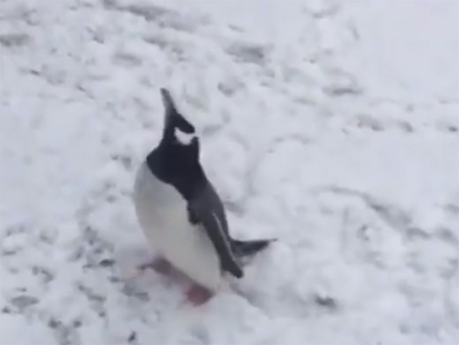 Pingvin - Foto: Screenshot/YouTube