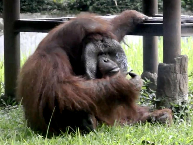 Zoološki vrt u Indoneziji: Orangutan puši cigaretu - Foto: AFP