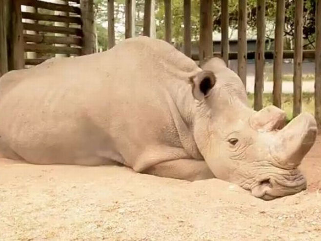 Umro je Sudan, poslednji bijeli nosorog na svijetu  (Foto:Daniel Schneider Twitter ) - 