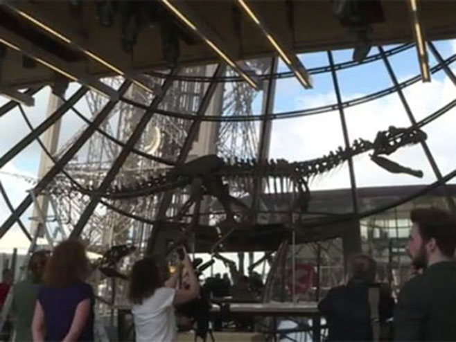 Skelet dinosaurusa prodat za 2,3 miliona dolara - Foto: Screenshot/YouTube