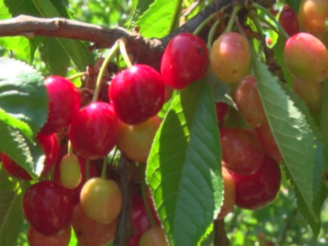 Voćari zadovoljni rodom i cijenom trešnje (VIDEO)