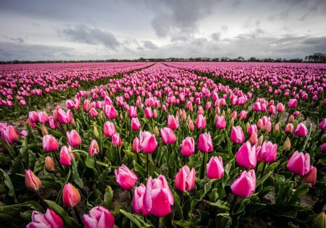 Polje tulipana u Holandiji (Foto: EPA-EFE/Jeffrey Groeneweg) - 