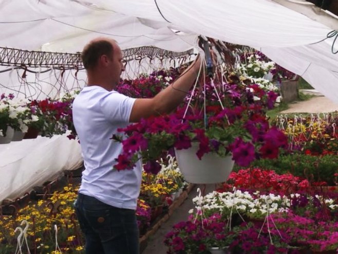 Od hobija do biznisa - porodica Bulut među rijetkim uzgajivačima cvijeća u Trebinju (VIDEO)