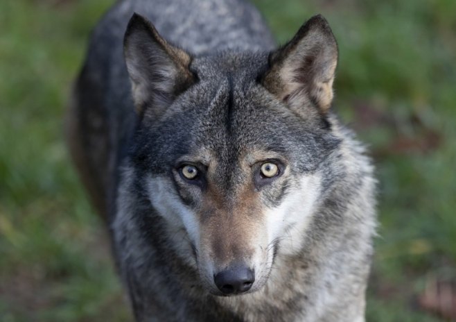 Drvar: Čopor vukova u blizini kuća, sve češće napadaju stada