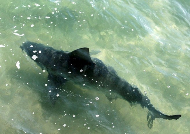 U Neumu ulovljen morski pas Modrulj (FOTO)
